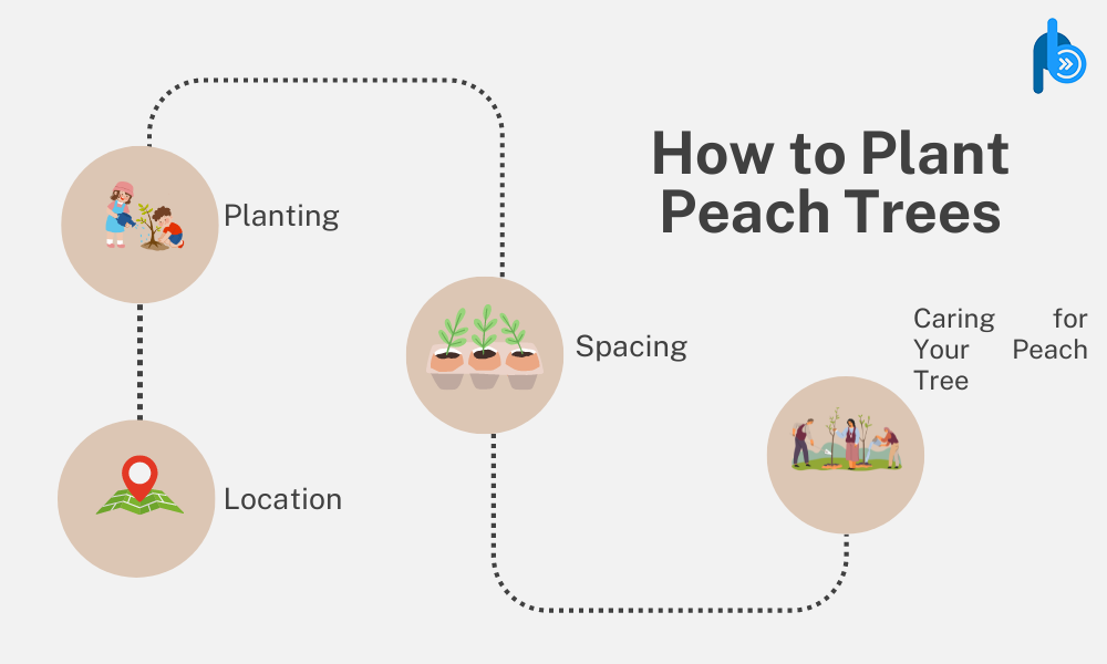 How to Plant Peach Trees