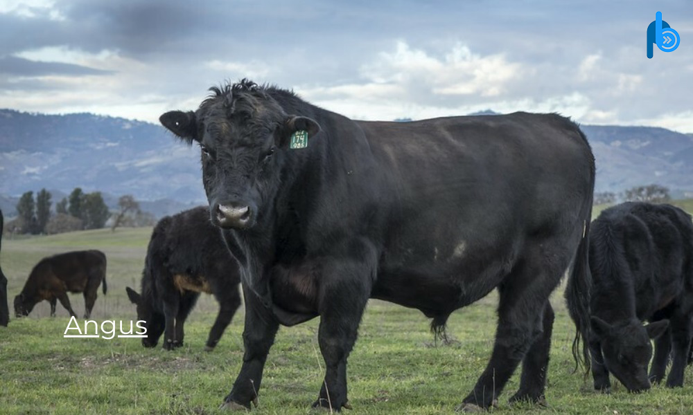 Angus Breeds of Cattle