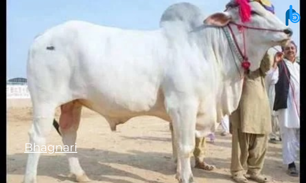 Bhagnari Breeds of Cattle