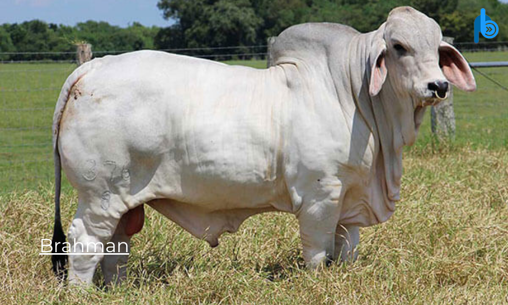 Brahman Breeds of Cattle