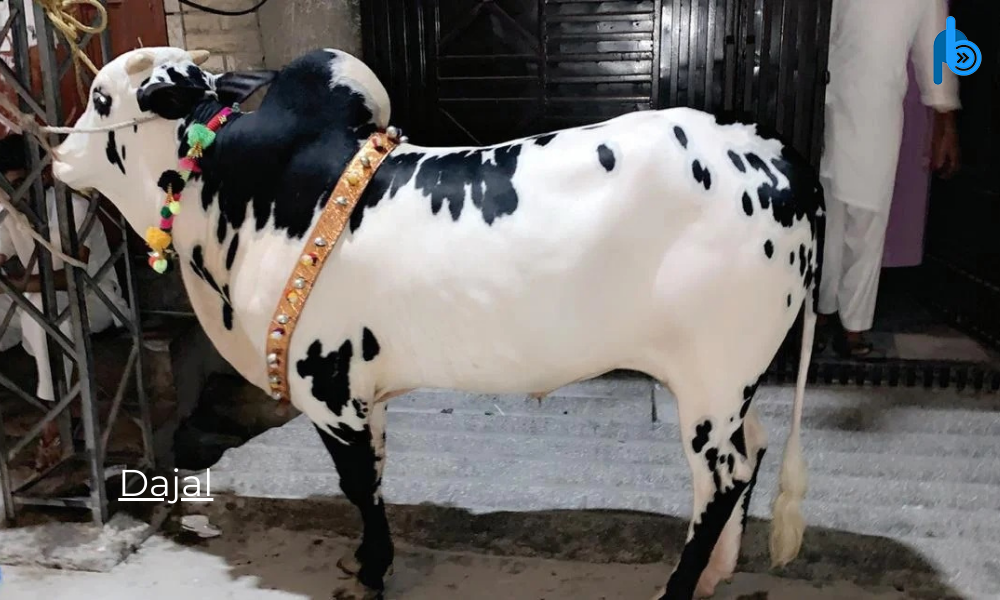 Dajal Breeds of Cattle