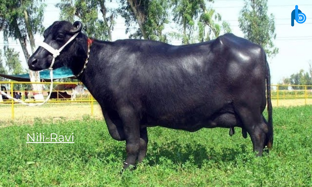 Nili-Ravi Breeds of Cattle