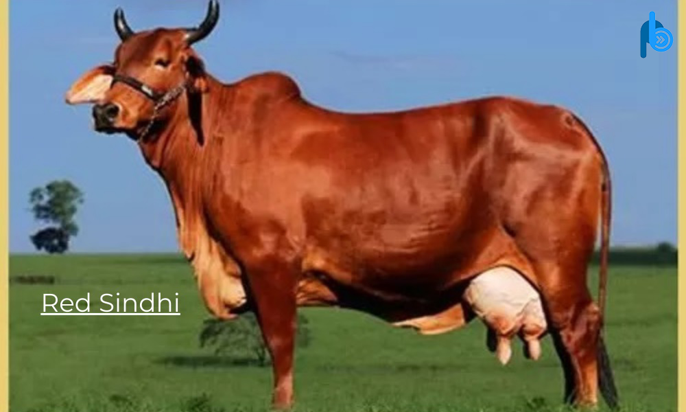 Red Sindhi Breeds of Cattle