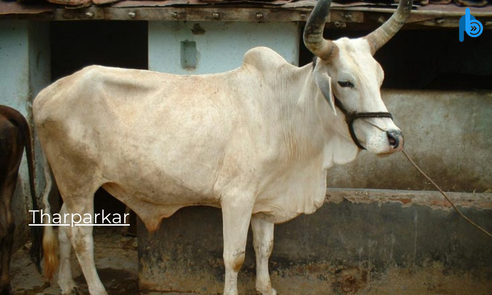 Tharparkar Breeds of Cattle