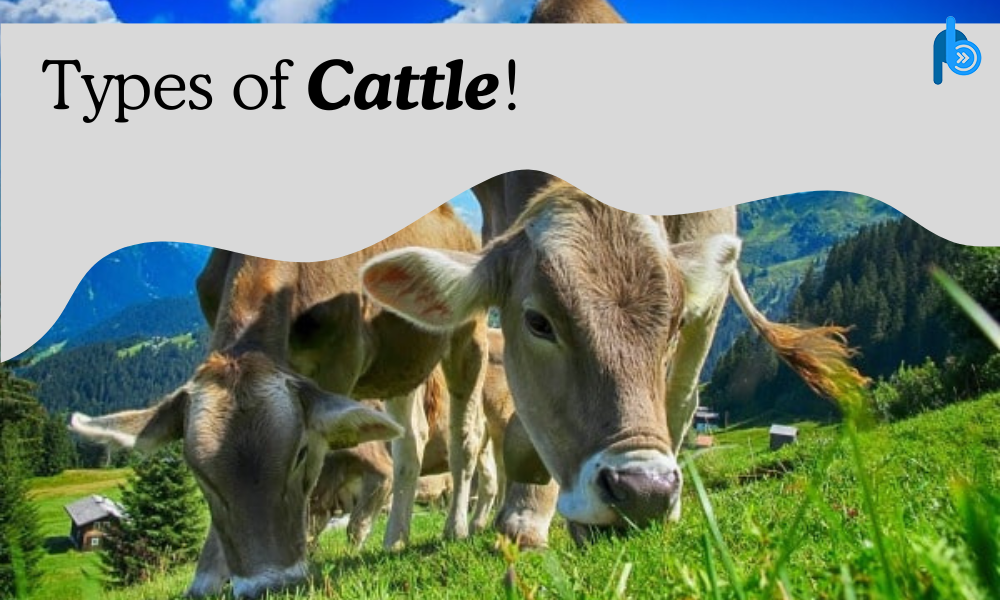 Types of Breeds of Cattle