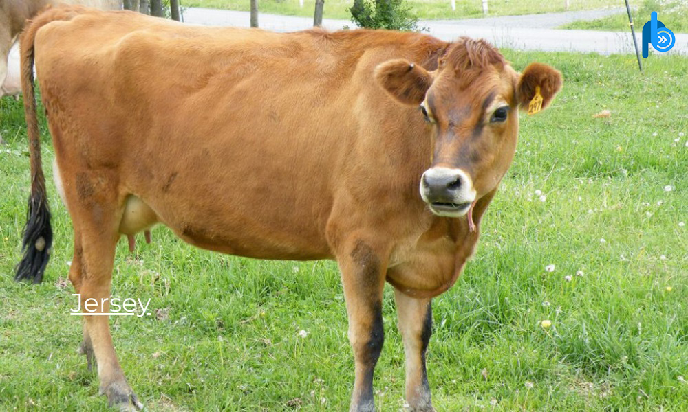 Jersy Breeds of Cattle